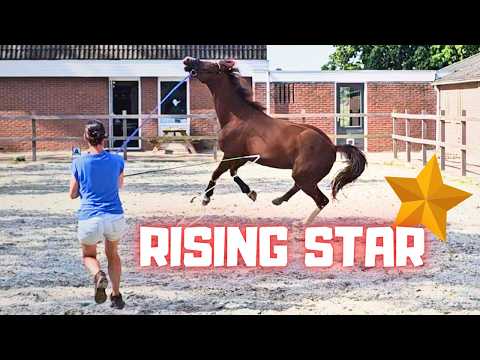 All horses and foals outside tonight. Rising Star⭐ lunging and rinsing. | Friesian Horses