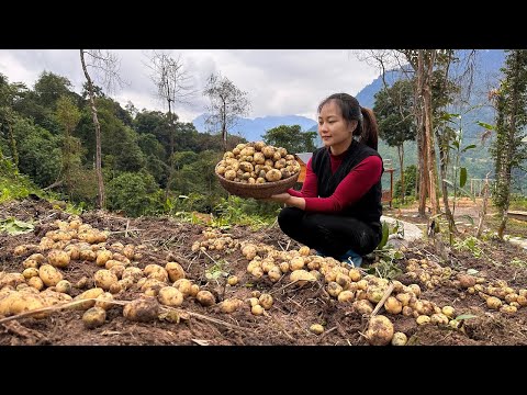 2 Days - Mother of Two Children - Harvest Potatoes and Cook for the Children in the Village