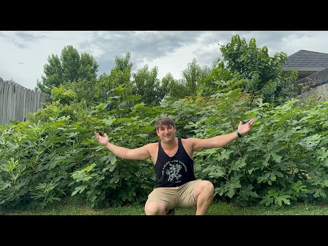 Transform Your Garden: Build a Living Fruit Tree Fence