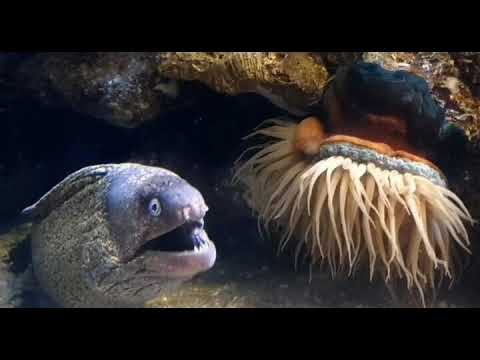 Owen Wilson Eel - WOW