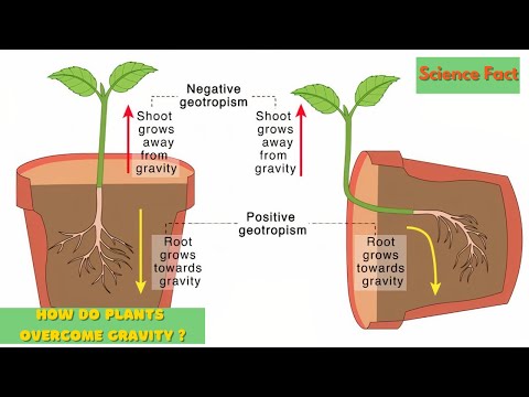 How Plants Grow Against The Gravity | The Fascinating Science of Gravity Defying Plants