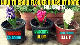 How To Grow Flower Bulbs (WITH FULL UPDATES)