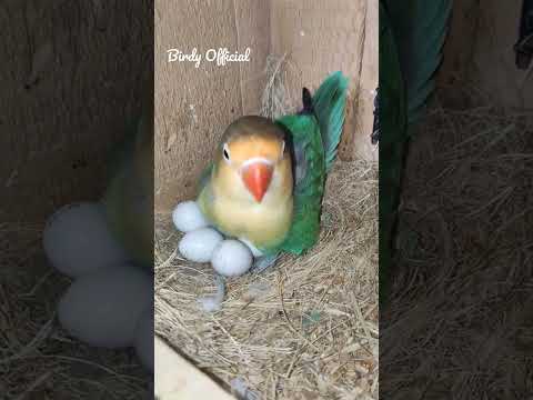 Masha Allah 2nd Clutch In Progress #Birds #Lovebirds #Egg