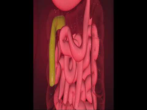 Digestive system- Large intestine (3D Animation)