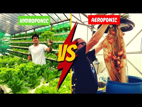 Hydroponics VS Aeroponics: Which One is BEST | Hydroponics And Aeroponics Differences, Pros & Cons