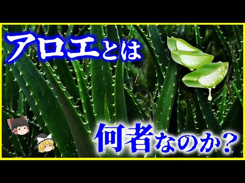 【ゆっくり解説】4,000年前から栽培…「アロエ」とは何者なのか？を解説/保水力と生命力がエグい多肉植物