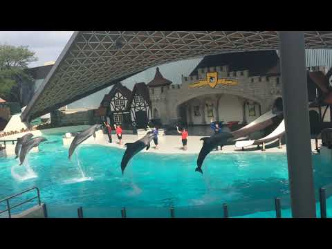 Dolphin Show in MarineLand (Toronto) #marineland #toronto #dolphinwatching #canada da