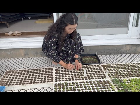 Pricking out some salad seedlings / how to find what you love to do in your life