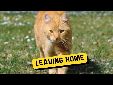 6 Reasons  Why Cats Leave Home and How to Encourage Them to Stay