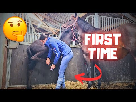 Picking Belle's hooves for the first time. Grooming Baukje & Blomke. Riding Saly. | Friesian Horses