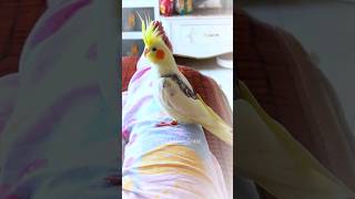 Cute Buttercup Cuteness Overload! #cockatielscraze