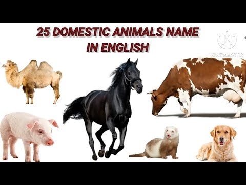 Domestic Animals Vocabulary || 25 Domestic Animals Name In English With Pictures ||Domestic Animals