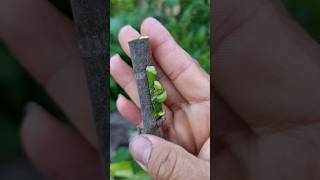 grafting technique #670 #plantpropagation #plantgrafting #gardening #graftingtechnique