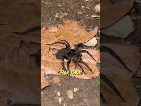 NEVER Kill This Spider | Wolf Spider