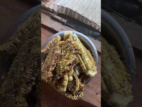 tecnical gokul मौरी काट्दै Highlight from tecnical gokul khanal , nepal , Bee stinging / Honey