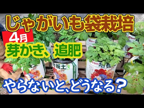 【じゃがいも袋栽培4月】芽かき＆追肥やっておこう！