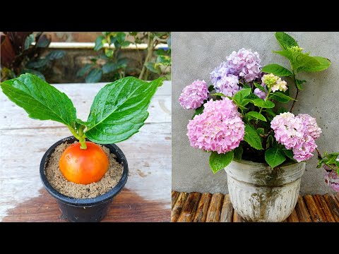 How to grow Hydrangea plants from cuttings with tomato | Hydrangea plant