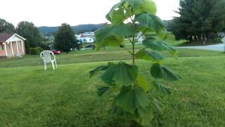 Fastest growing tree in the world