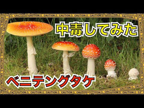 【修正 再アップ】毒キノコ「ベニテングタケ」を食べて中毒してみた【セルフ人体実験】