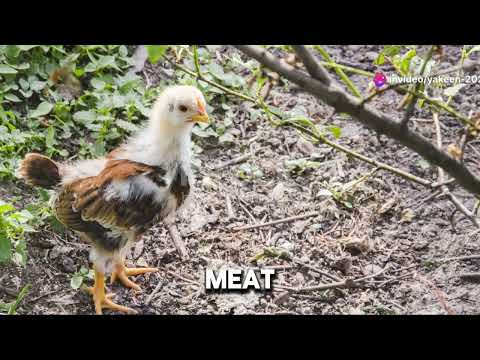 Poultry farming 101