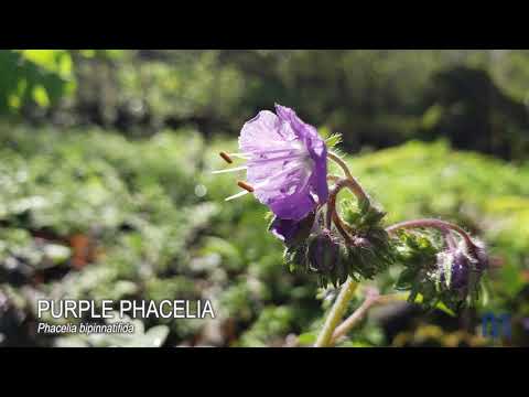 Little Cedar Mountain Wildflower Walk