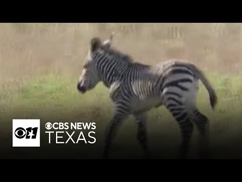 Fossil Rim Wildlife Center welcomes rare baby zebra