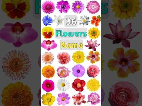 Flowers Name :- Part- 01#flowers #flowersname #flowernames #flower #gardenflowers #flowersshorts