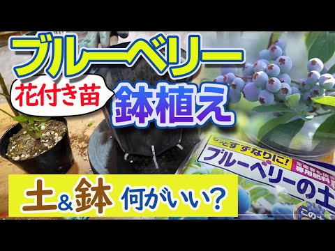 【ブルーベリー鉢植え】春の花付き苗、植替え手順。土は〇〇を使った方が良いです。