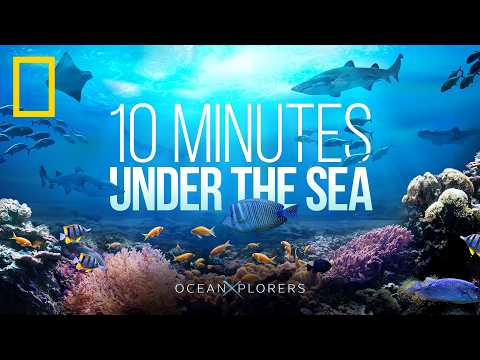 10 Minutes of Relaxing Ocean Sounds | HD Footage of Whales & Jellyfish | OceanXplorers