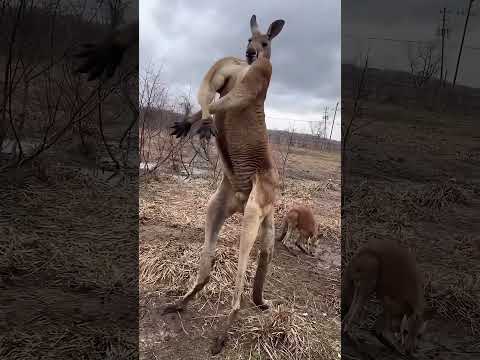 Muscle Kangaroo