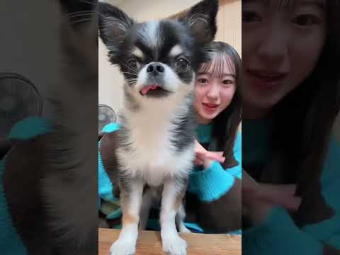 画面に映ってるのが8割犬ですやん