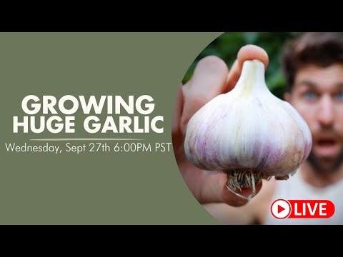 🔴 LIVE: How to grow HUGE Heads of Garlic!