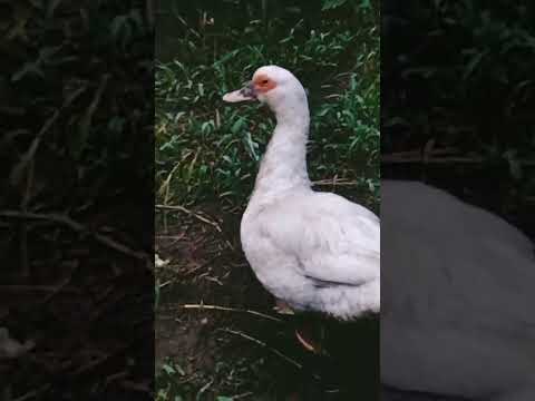 White Duck   #whiteducks- #ducklings- #ducklove- #ducklife- cuteducks- #duckfarm- #duckfamily-