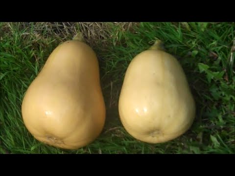 How to Grow Butternut Squash