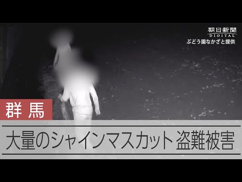 【瞬間】シャインマスカットの大量盗難、被害相次ぐ　 群馬県太田市