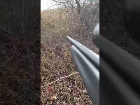 Rabbit hunting with 22Lr #hunting #gun #trending #trendingshorts #shorts