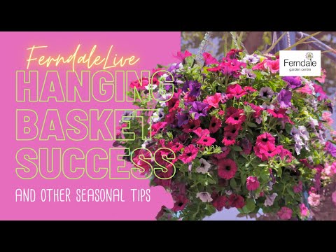 Hanging Basket Success