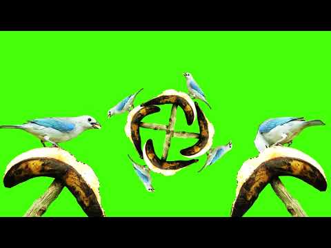 Birds Green Screen (Saturday, 26 November 2022 )