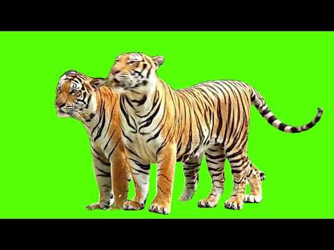 Tigers  Green screen ( Saturday  11 February 2023 )