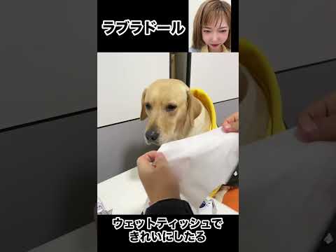 [Ken Dog] A genius Labrador who perfectly understands words. China TikTok reaction #shorts