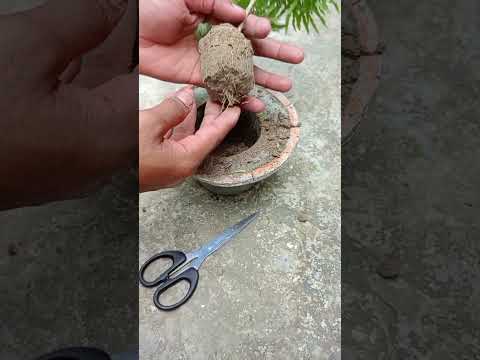 How to grow aralia plant | aralia propagation | aralia plant care.#diy