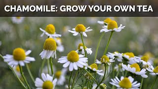 How to Grow Chamomile From Seed (And Make Your Own Tea)