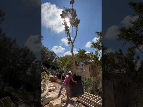 🏡 Shaping Mallorca’s Shores - Neptuno. #buildingandconstruction #plantingtrees