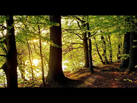 Relax in a peaceful spring forest with beautiful piano pieces and birdsong (4K original)