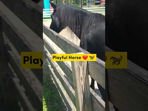 Playful Horse ❤️ #horselovers  #playfulanimals #naturelovershorts #shorts