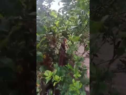 Ang Dami Bunga ng Kalamansi #viral #food #viralvideo #trendingshorts #plants