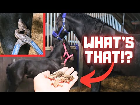 Very funny sound!! | What is that? | Is Coralle pregnant? | Friesian Horses