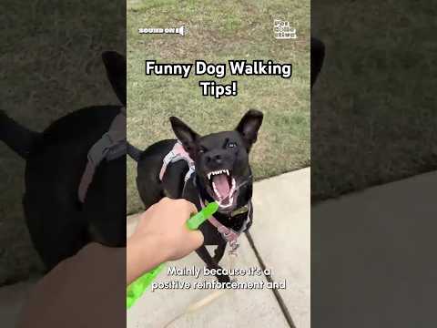 Hilarious But Useful Dog Walking Tips