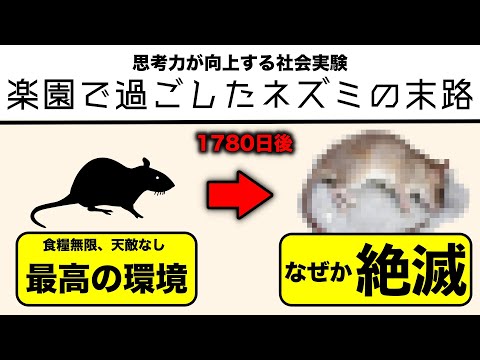 人工的に作られた楽園が滅亡してしまう理由とは？ 楽園実験「UNIVERSE25」【ゆっくり解説 with ずんだもん】