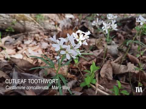 Wildflower Walk Muscle Shoals